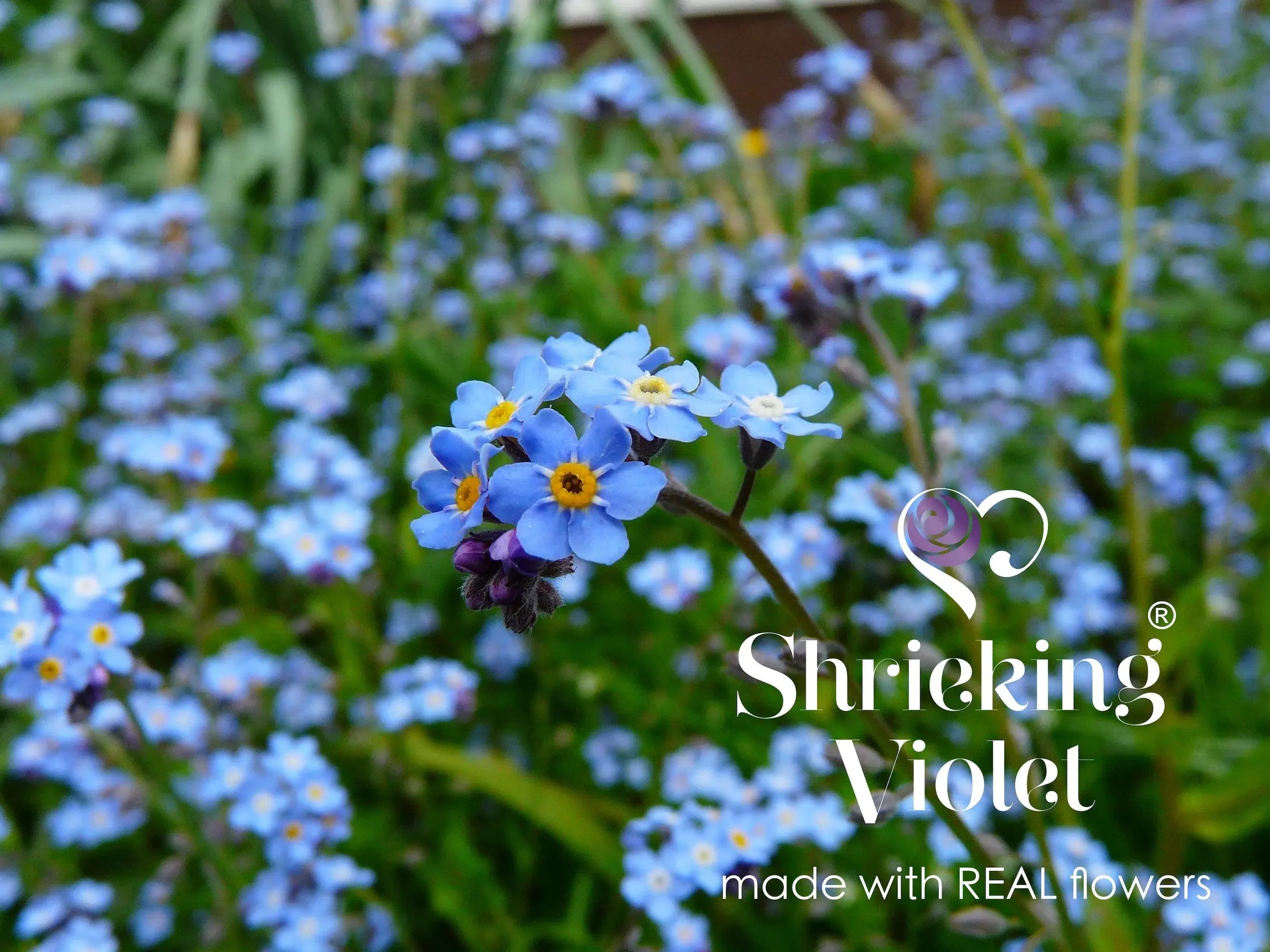 Sterling Silver Adjustable Ring with Real Forget-Me-Not Flowers